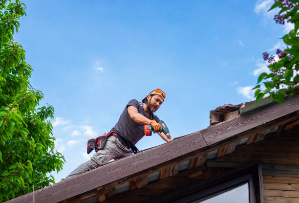 Best Roof Moss and Algae Removal  in Dorr, MI